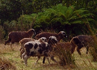 At home on the bush fringes