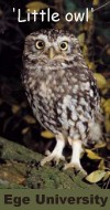 'little owl' Athene noctua