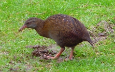 Wet weka