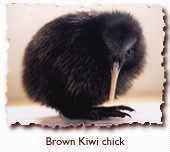 kiwi chick