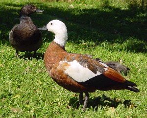 f=-Female Paradise duck